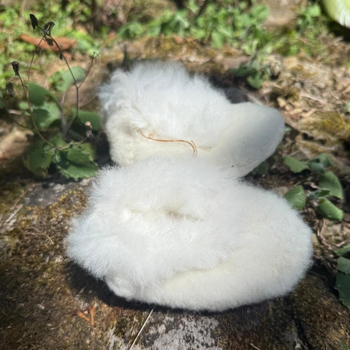 Alpaca Baby Shoes (Preorder)